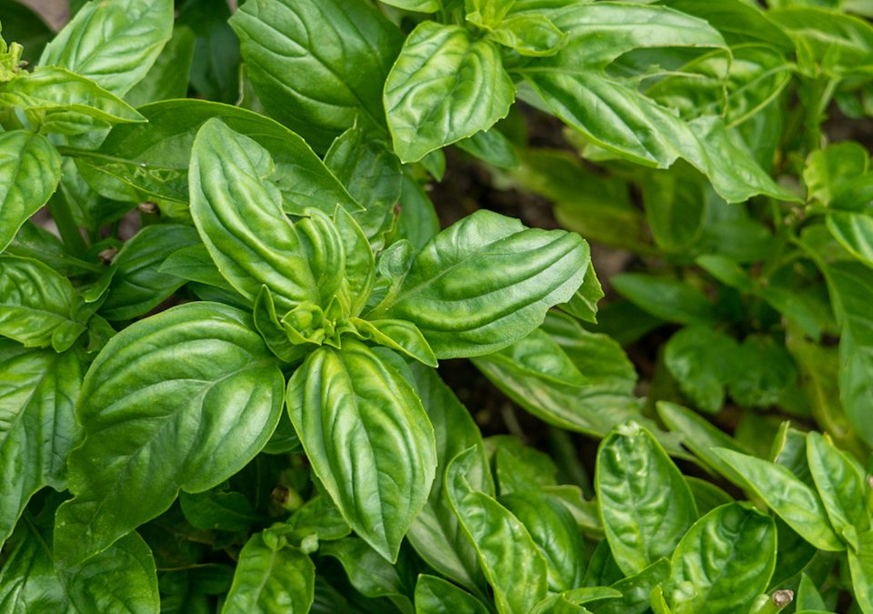Baby basil in the greenhouse