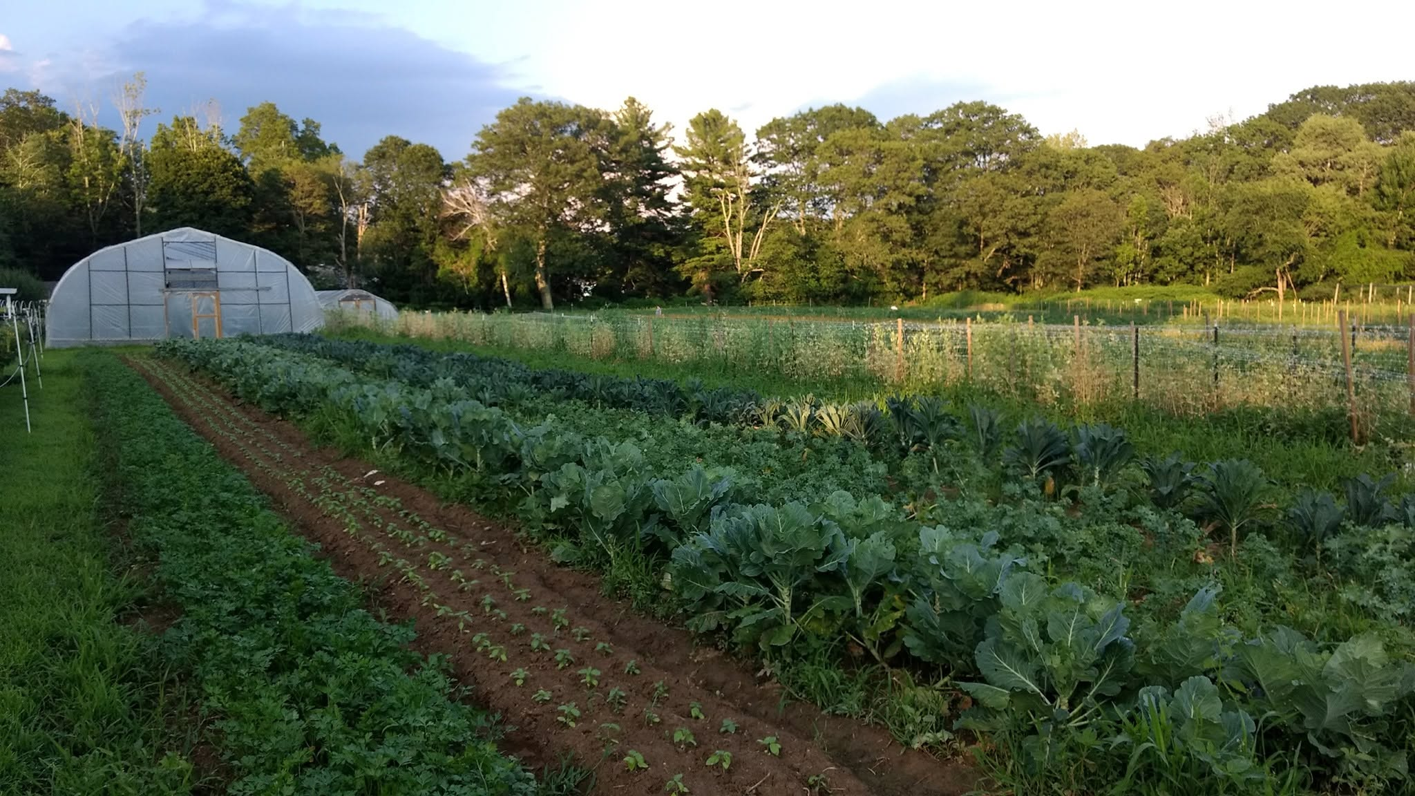 Rows of vegetables and the greenhouse at Stearns Farm